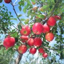 각골농장 이미지