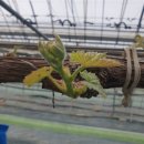 홍이농장 이미지