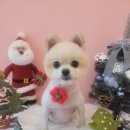 명지애견 이미지