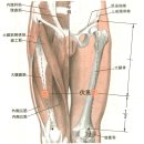 [伏兎穴][복토혈] [外丘穴][외구혈] 이미지