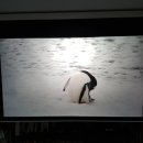 양지-2914 이미지