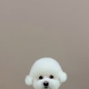 뚜뚜멍멍 이미지