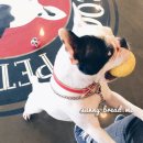 히포코코 이미지