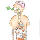 쾌변을 위한 장腸 다스리는 법 이미지
