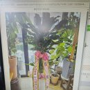 영플라워 | 풍성하고 예쁜 꽃다발이 가득한 관저동꽃집 <영플라워샵> 후기