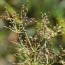 바람하늘지기Fimbristylis littoralis Gaudich. [사초과 하늘지기속] 이미지