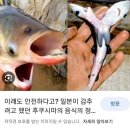 후쿠시마 방사능 기형물고기 이미지