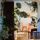 카페나무 이미지