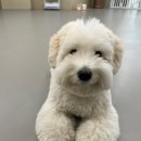 에꼴드펫 이미지