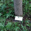 은행나무 농장 이미지