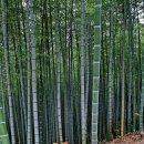 죽림원 이미지