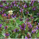 양촌마을 이미지