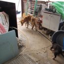 하룻 강아지 이미지