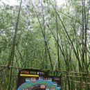 태화강국가정원 십리 금명죽림(金明竹林)길 &amp; 고창읍성 맹종죽림(孟宗竹林) or 맹종읍죽(泣竹) 이미지