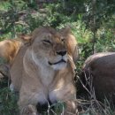 세렝게티 이미지