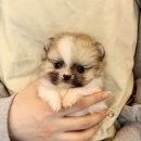 내품안의반려견 은평점 이미지