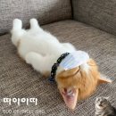 외안 이미지