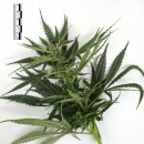 임영석농장 이미지