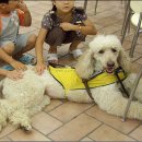 장애인심부름센터 이미지