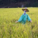 허수아비 이미지