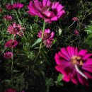 연분홍민박 이미지