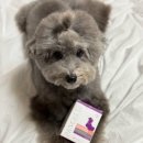 한국반려동물영양연구소 | 닥터레이 판크레타 후기｜강아지소화효소제 추천하는 이유 (한국반려동물영양연구소 레이앤이본)