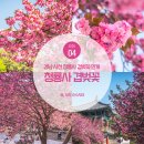 청룡사 | 사천 겹벚꽃 명소 사천 청룡사 겹벚꽃 만개 실시간 후기 (경남 겹벚꽃 명소)