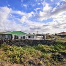 제주 월령리 선인장군락 이미지