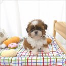 꽃강아지 이미지