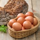 지금평사농장 | 난각번호 1번 유정란 양계장청년, 믿고 먹는 무항생제 계란
