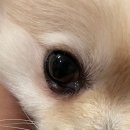 푸른숲동물병원 이미지