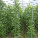 무등산 농원 이미지