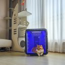 우리드라이방 | 대형 고양이드라이룸 세이버 퐁고 펫케어룸 데일리 케어 적응 후기