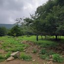 산천흑염소 이미지
