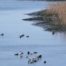 철새탐조대 이미지