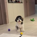 놀러오개 애견유치원 모충점 | [강아지 유치원] 놀러오개 서대문점 강아지 유치원 후기 및 프로그램,비용(내돈내산)