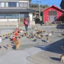 고양이마법사 이미지