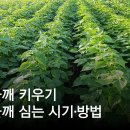 SGEM서본녹색환경기계 | 참깨 재배 돌려짓기 도복 방지 탈립 주의 알아보기