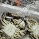 서해꽃게 | [이마트몰 배송] 이마트 가을 서해 꽃게 후기 🦀