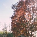 오죽헌/시립박물관 이미지