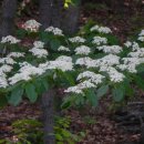 화봉초등학교 이미지