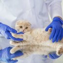 송파새날동물병원 이미지