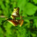 청개구리 이미지