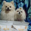 도그의 품격 이미지