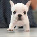 광주강아지분양 고양이분양 미유펫 본점 이미지