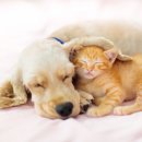 팜동물약국 이미지