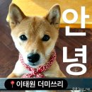 녹사평대로40길 | 서울 용산 시바견 카페 더미쓰리 솔직후기 _ 녹사평역 이태원 카페 이용방법
