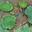 해평 금호리 이미지