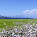 제주도 여행사진 - 가파도 청보리축제 속의 보리밭 한컷! (2013.05.02) 이미지