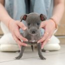 보성애견 이미지